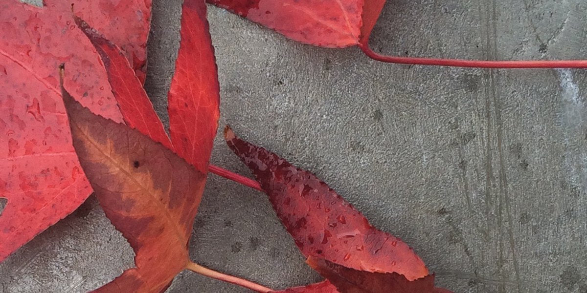 Halfmoon - Fall Into Balance With Ayurvedic Wisdom