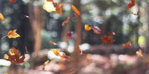 Embodying Gratitude with Jessica Screeton